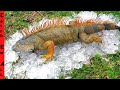 FROZEN COLD IGUANA on ICE Rise From the DEAD!
