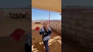 Bud box - Sistema de bajo estrรฉs