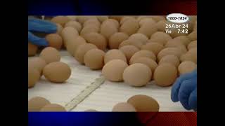 ¿Cuál es la producción de huevos durante el 2024?