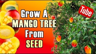 HOW TO GROW A MANGO TREE THE RIGHT WAY THE FIRST TIME TRYING !