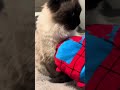Sluggy first time seeing a cat 🐱