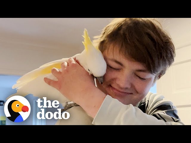 Bird Laughs Like An Evil Villain Chasing Her Family Around The House | The Dodo Soulmates class=