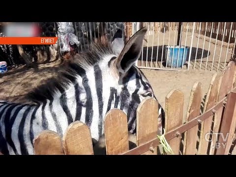 Видео: Этот Каирский зоопарк обвиняется в покраске осла полосками зебры