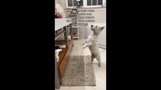 Does your dog ever do THIS?  |SUBSCRIBE | Westie dog #shorts