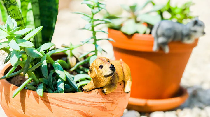 Planting Succulents for our Homeschool Science