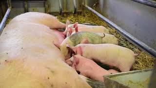 360 farrower – indoor breeding