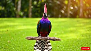 Experience the Magic of Exotic Birds 🎶✨ That Will Leave You Speechless screenshot 1