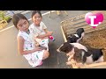 🐷 Kids Meet Cute Piglets for the First Time