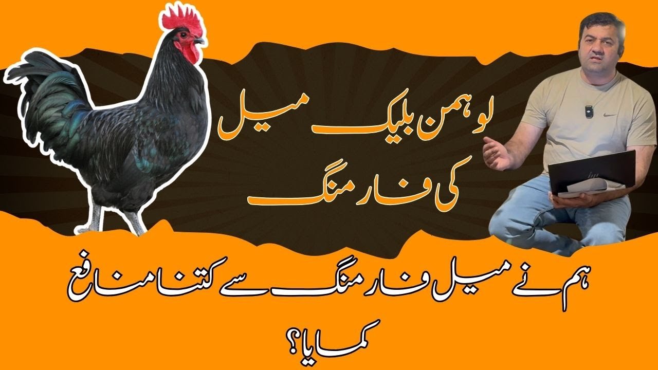 Farming of Lohmann Black Male - How Much Profit we earned from Male Farming ?