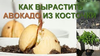 КАК вырастить авокадо из косточки (фото, видео) инструкция