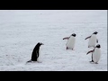 Mundo Polar
