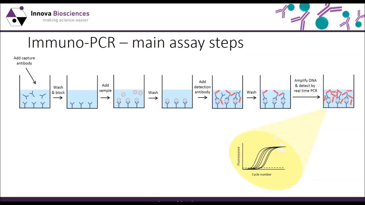Thunder-Link® PLUS Webinar: A guide to Immuno-PCR - YouTube
