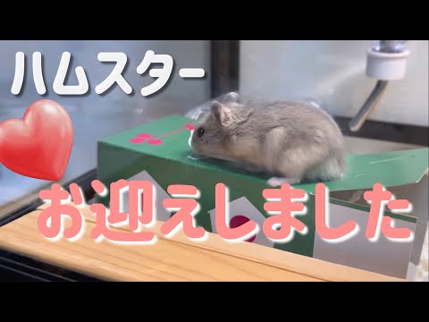 ①ハムスターお迎え初日-2日目トイレのしつけ手乗りまでの記録 - YouTube
