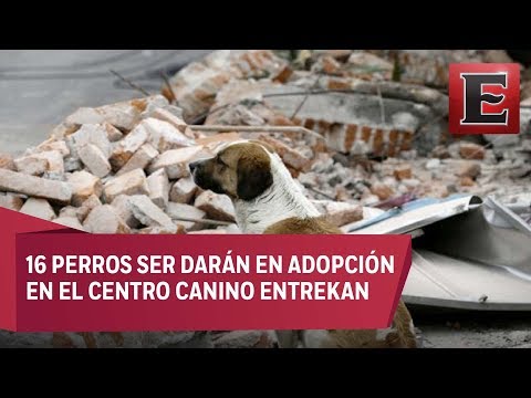 Video: Recolección de mascotas: 19 manatíes rescatados de Storm Drain, despedida para la policía enferma K9