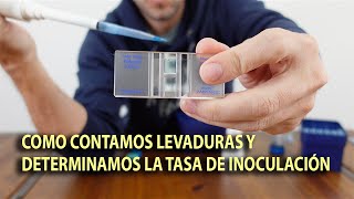 Conteo de levadura y determinación de la tasa de inoculación.