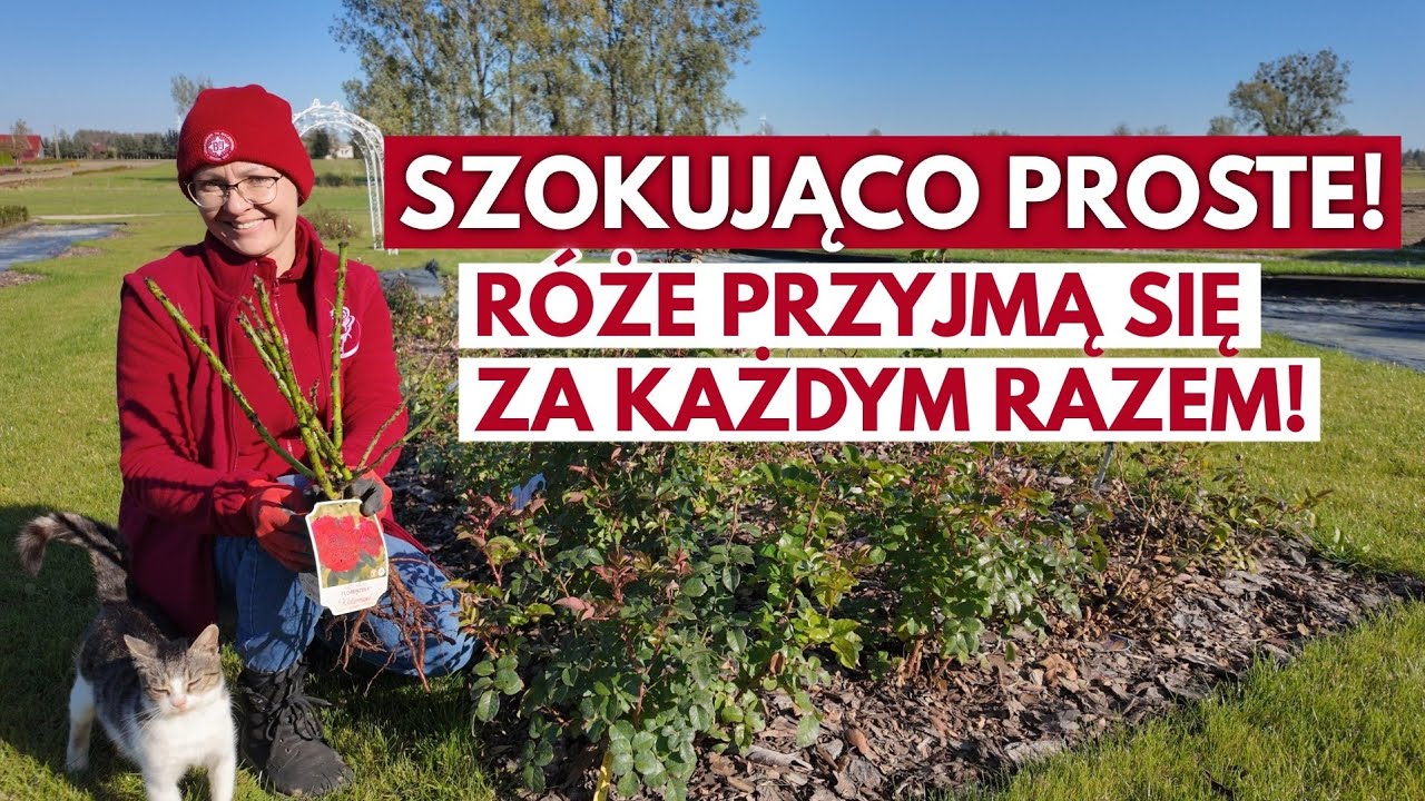 Jak prawidłowo posadzić róże z gołym korzeniem jesienią? 