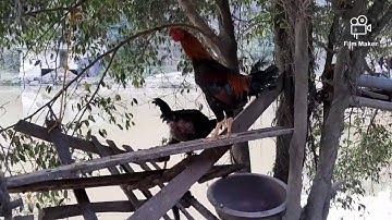 Thuần hóa gà rừng nghề hái ra tiền cho nông dân