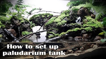 How to set up paludarium stream forest - Thiết lập bể bán cạn suối tự nhiên | Ho Minh paludarium