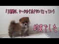 我慢の時間です　勝手な判断でルールを無視すると、愛犬が苦しむ　ミックス犬 [ポメ柴]