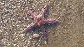 ×6点 茹でられすぎたヒトデ mqdefault.jpg