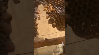 تقسيم النحل علي 3