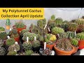 My polytunnel cactus collection april update cactus cacti cactusplants