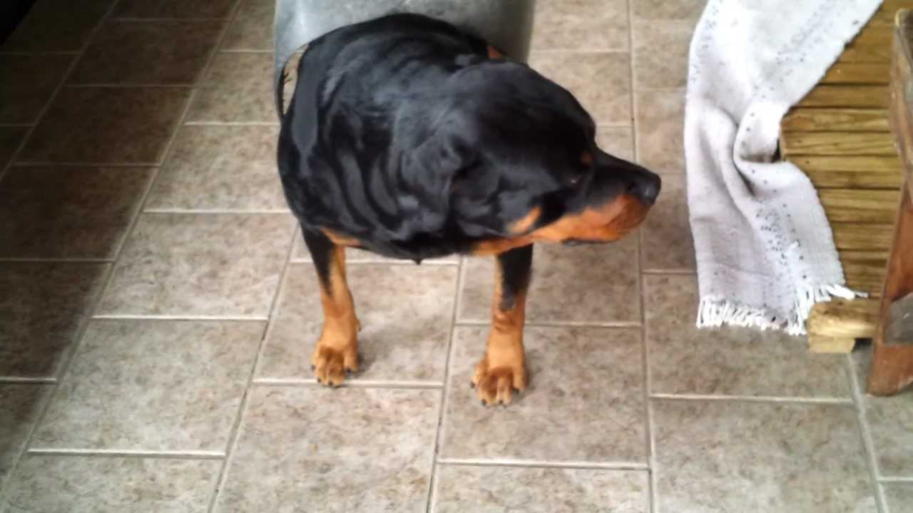 Scared Rottweiler Rottweiler Tigre com medo do balde - Rottweiler scared - YouTube