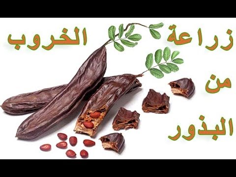 النمل شجرة اللبخ