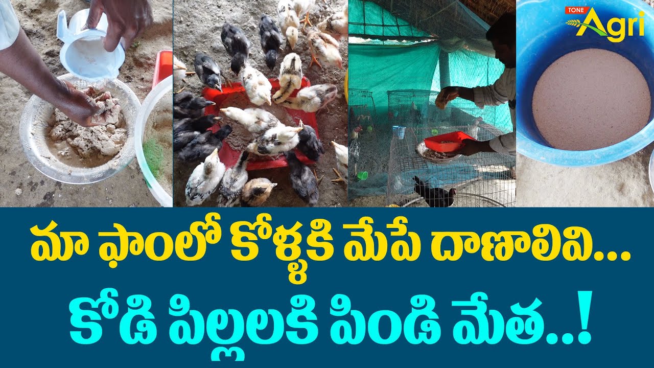Best Feed for Natu Kollu Farming | కోళ్ళకి మేపే ధానాలివి.. కోడి పిల్లలకి పిండి మేత..! Tone Agri
