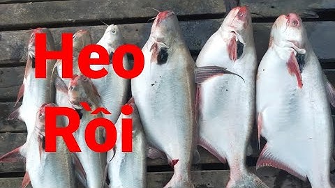 Câu Cá Vồ Đém Mùa Nước Nổi #9 || Liên Tục Kéo Cá Sau Cơn Bão.