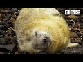 Best of British Wildlife 🦔 27.10.2020 🐿 BBC