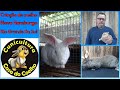 Criação de Coelhos / Mini coelhos e Coelhos Gigantes