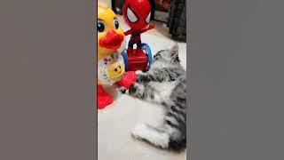 cat playing #cuteSpiderman #viralshort #trending #shorts