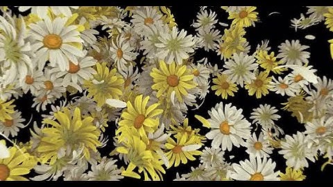 Daisy Explosion on Alpha | Motion Graphics template - Envato elements