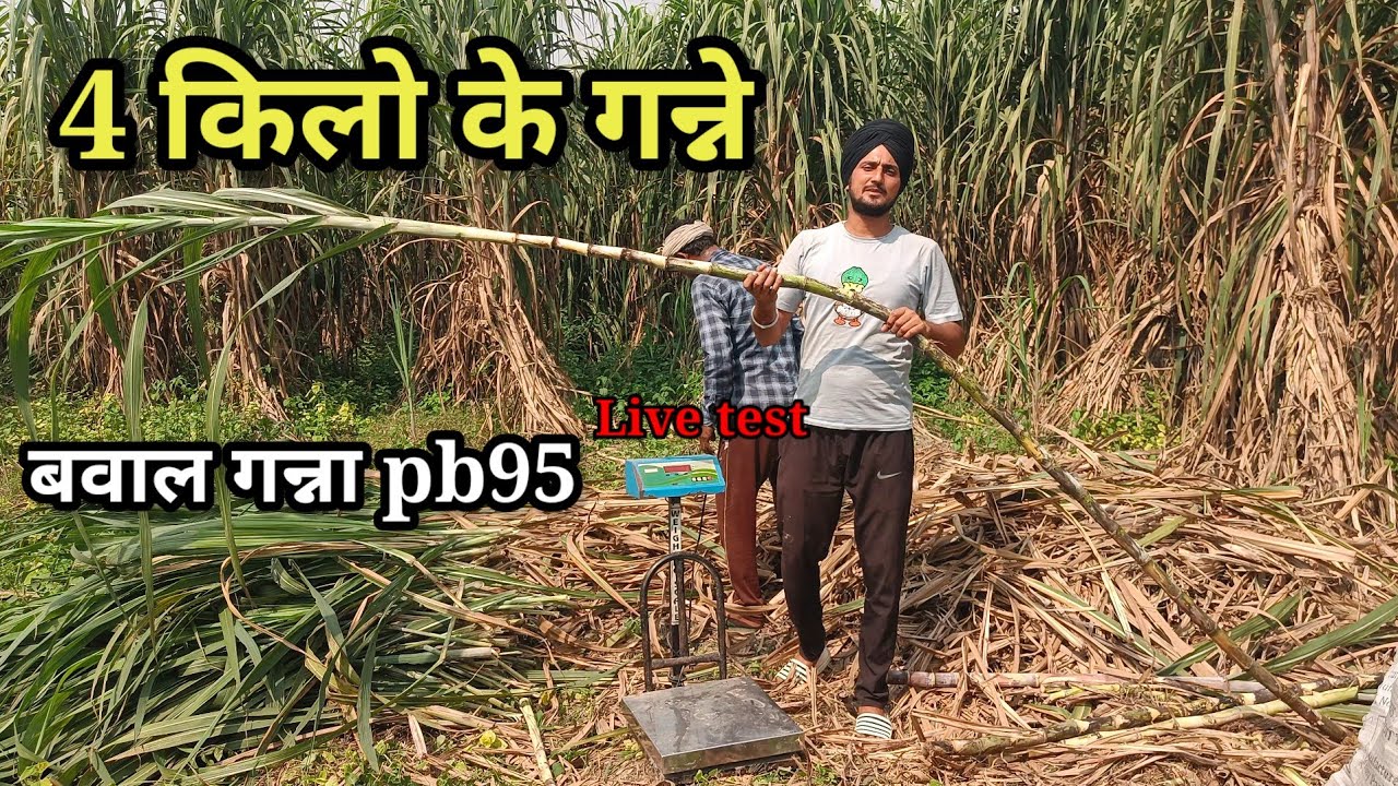 बवाल गन्ना pb 95 | 4-4 किलो के गन्ने अप्रैल माह के गन्ने के | pb95 sugarcane variety