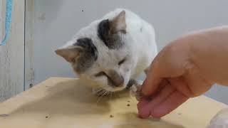 ASMR Hungry Cat: The Art of Eating NonStop.