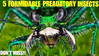 Predatory insects