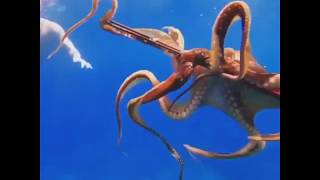 Spearfishing Large Octopus In Hawaii