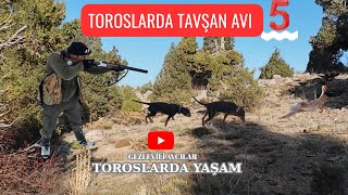 Toroslarda Tavşan Avi-5 Köpeği̇n Önünden Firlayan Tavşan Охота На Кроликов,صيد الأرانب,