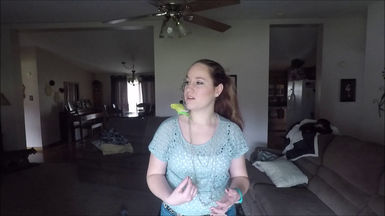 How To Stop Your Bird From Flying Away