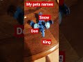 my pets names