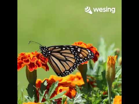 เผลอใจรัก วิดีโอนี้มาจาก WeSing