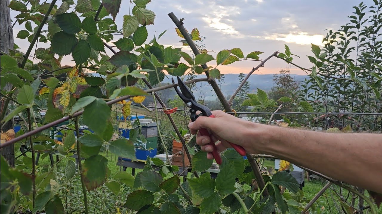 Обрезка и подвязка ежевики – подготовка ежевики к зиме