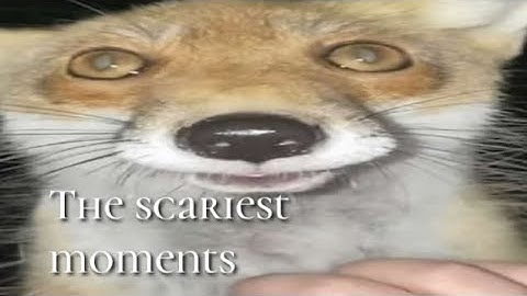 Gorebox - animosity || scariest moments with shadow mutant