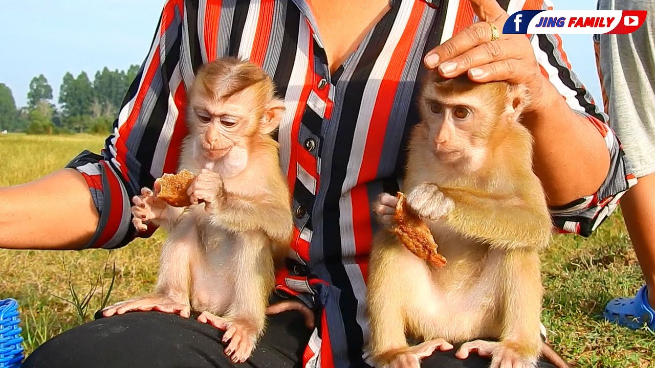 Amazing Jing Family Have Mini Picnic Outside!