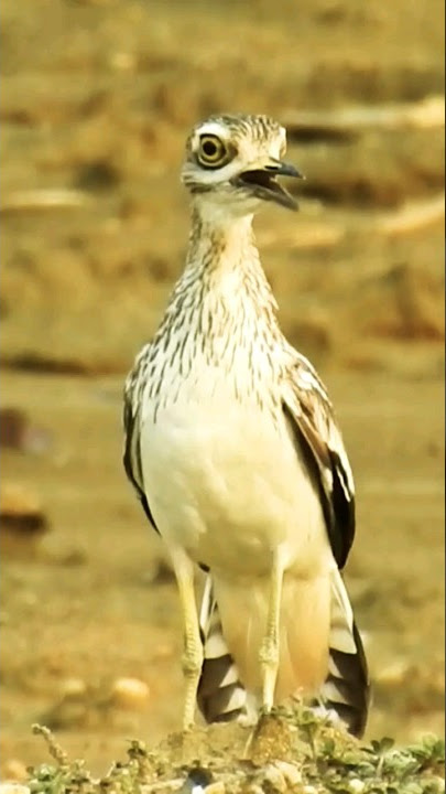Bird Call - Indian Stone Curlew