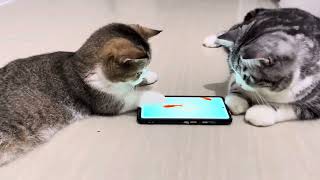 Cute kittens love watching from my phone #cat #kitten #cute #catlover by Playful Kitten 722 views 9 months ago 4 minutes, 14 seconds