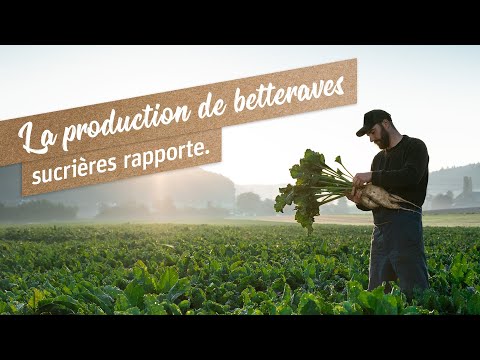 Sucre Suisse – La production de betteraves sucrières rapporte