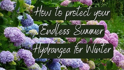 ❄How to Winterize Endless Summer Hydrangeas to enjoy blooms next year❄🍃 protecting hydrangeas