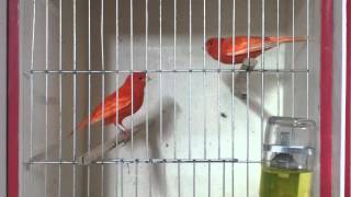 canary fight